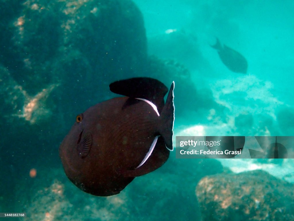 Black Triggerfish or Black Durgon (Melichthys niger)
