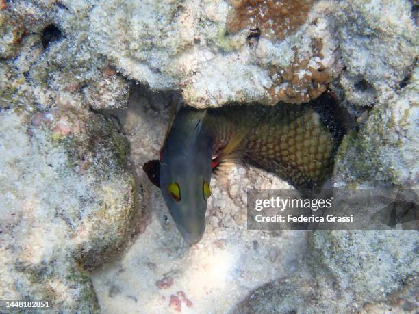 female bicolor parrotfish (cetoscarus ocellatus) hiding in a hole on maldivian coral reef - bicolour parrotfish stock pictures, royalty-free photos & images