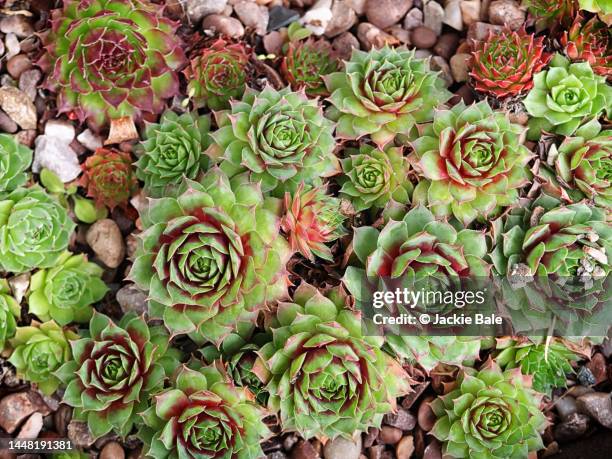 sedums macro image - sedum stock-fotos und bilder