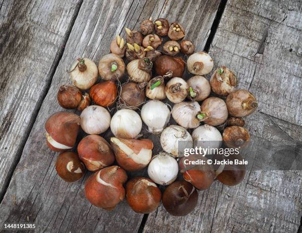 selection of plant bulbs on a wooden shelf - crocus stock pictures, royalty-free photos & images