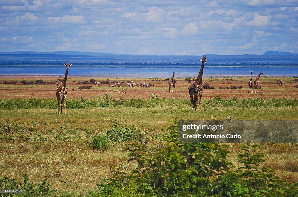 Giraffes standing on landscape