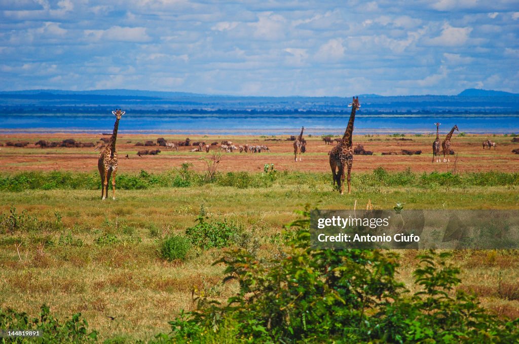 Giraffes standing on landscape