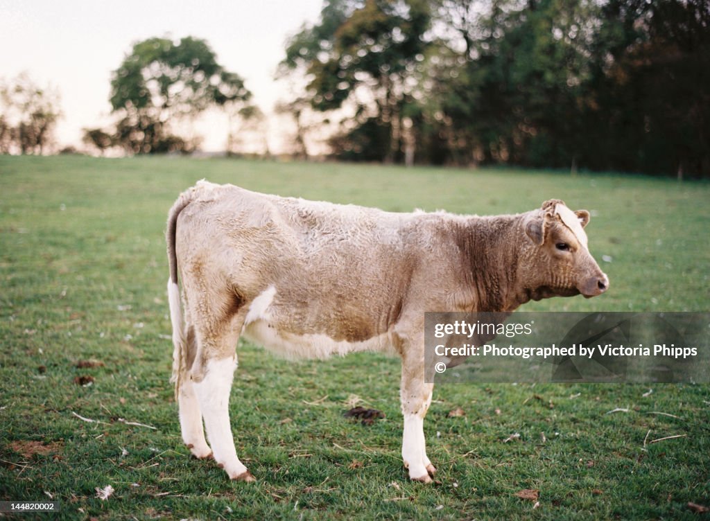 Cow on green grass