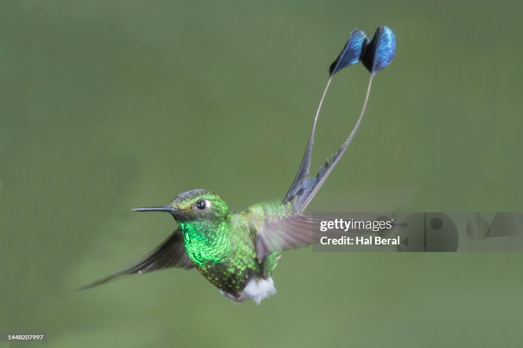 Booted Racket Tailed Hummingbird Booted Rackettail Hummingbird Male Flying High-Res Stock Photo - Getty ...