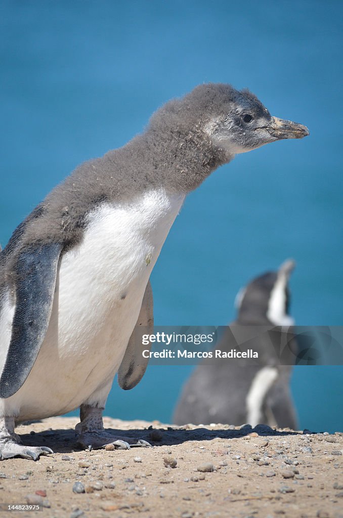 Young penguin in Patagonia