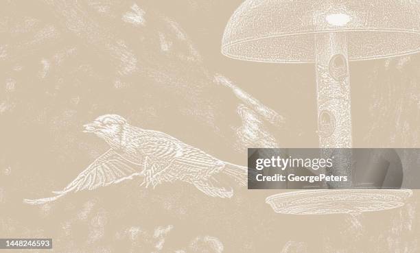 blue jay flying away from bird feeder - beautiful backyard stock illustrations