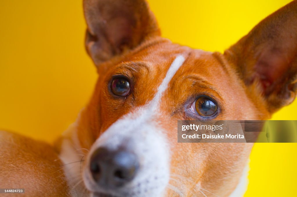 A Basenji dog