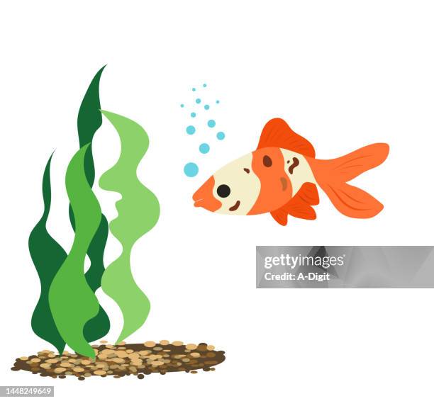 lucky little gold fish orange - pebbles white background stock illustrations