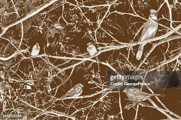 songbirds perching on bare tree branches - fox sparrow stock illustrations