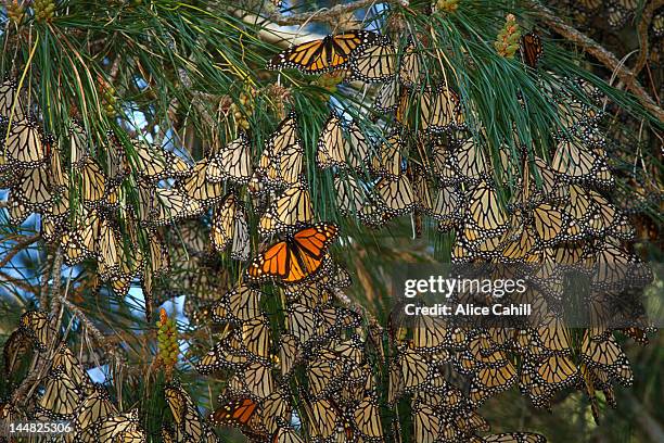 monarch butterflies on native pine tree - monarchvlinder stockfoto's en -beelden