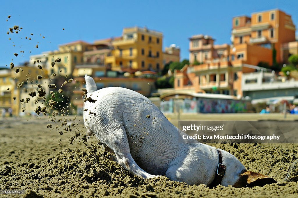 Dog digging in sand
