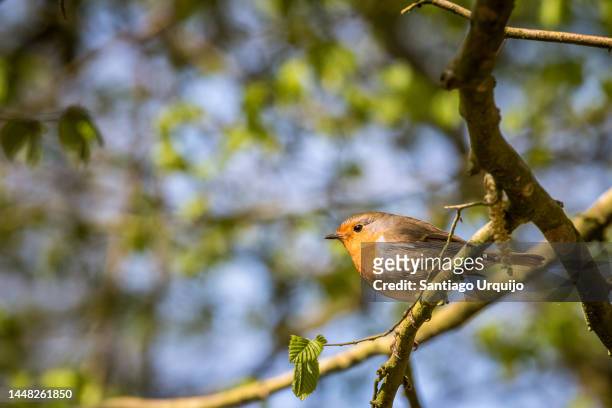 european robin perched on a beech tree - mark robins bildbanksfoton och bilder
