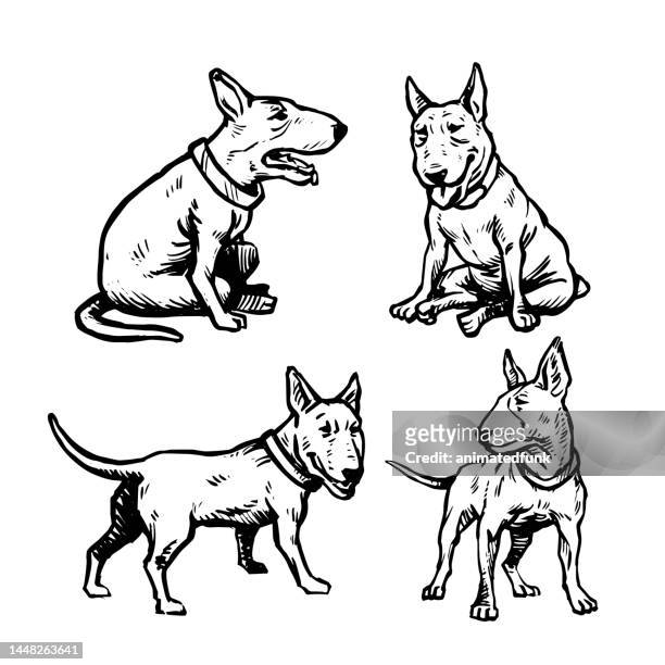 bull terrier dogs - dog line art stock illustrations