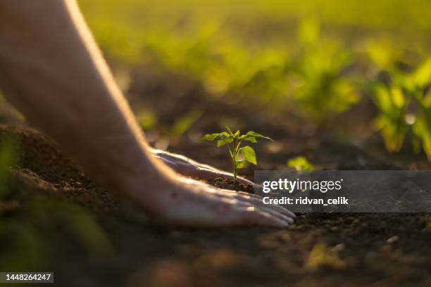 homem capinando o solo, mãos plantando mudas verdes - enxada-equipamento-de-jardinagem - fotografias e filmes do acervo