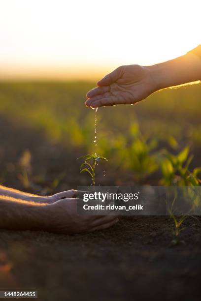 mann hackt den boden, hände pflanzen grünen sämling - knospend stock-fotos und bilder