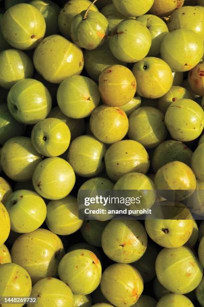 gooseberry - an ayurvedic medicine - gooseberries stock pictures, royalty-free photos & images