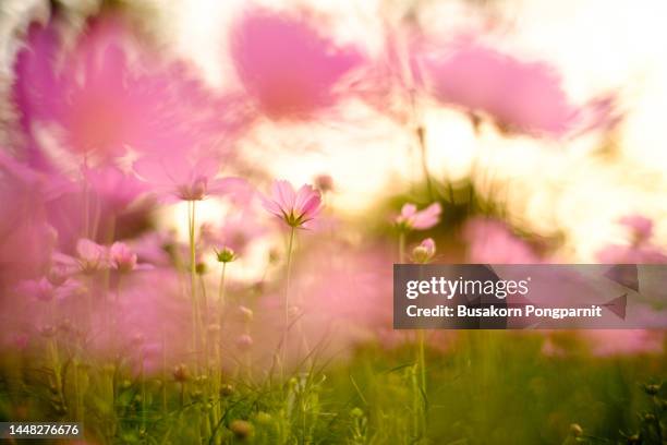 pink flowering plants against blue sky - magnoliopsida stock-fotos und bilder