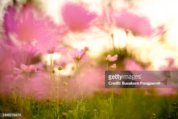 pink flowering plants against blue sky - flowering plant bildbanksfoton och bilder