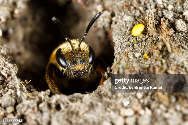 collete cunicularius - wild stockfoto's en -beelden