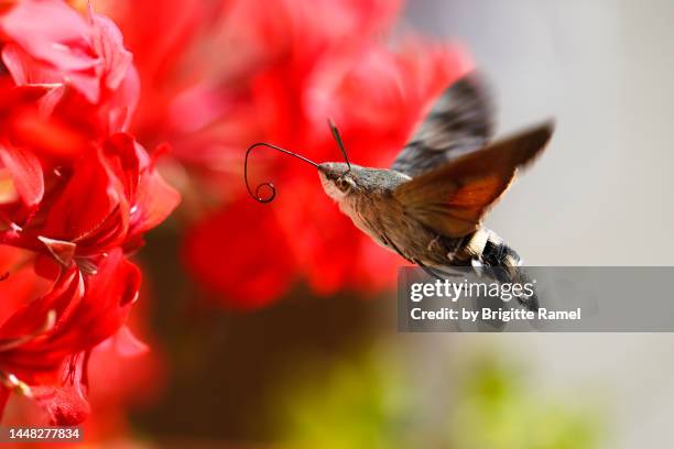 moro sphinx macroglossum stellatarum - sphinx colibri photos et images de collection