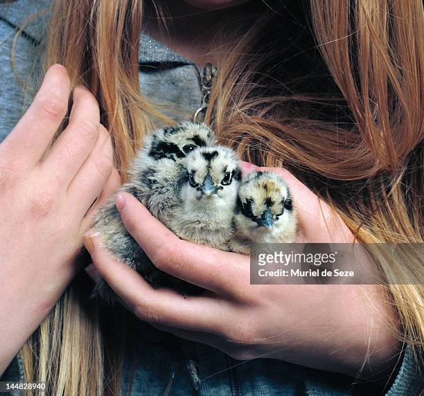 girl holding 3 chicks - oisillon photos et images de collection