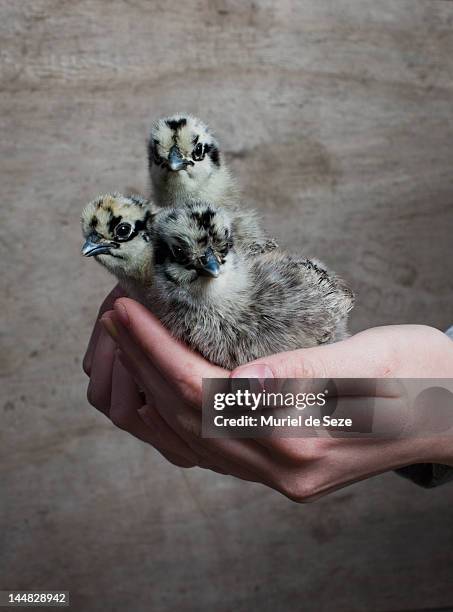 3 chicks in girl hand - muriel stock pictures, royalty-free photos & images