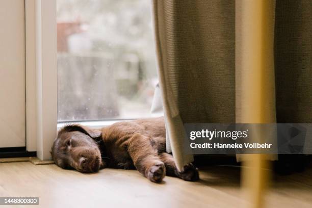 flatcoated retriever puppy sleeping - brow lamination stock pictures, royalty-free photos & images