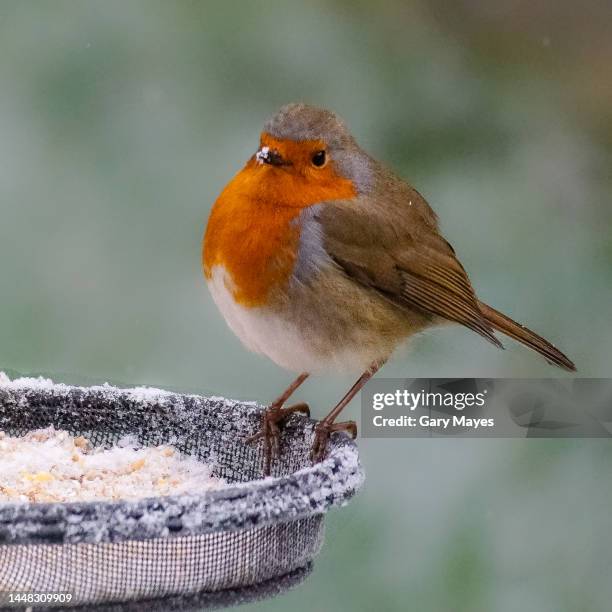 robin bird on bird feeder in winter snow - winter plumage stock pictures, royalty-free photos & images