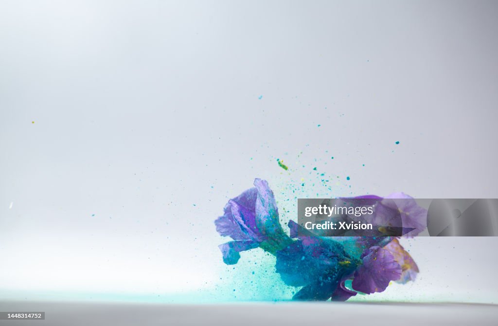 Ruellia blue flower with blue dye flying in mid air in white background