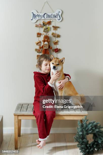 cute boy in red pajama hugging with his furry friend shiba inu dog in brightly room with hanging diy advent calendar for dogs - child with advent calendar stock pictures, royalty-free photos & images