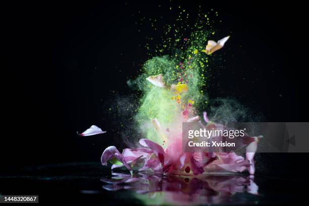 hibiscus flower with powder dye flying in mid air in black background - super slow motion stock pictures, royalty-free photos & images