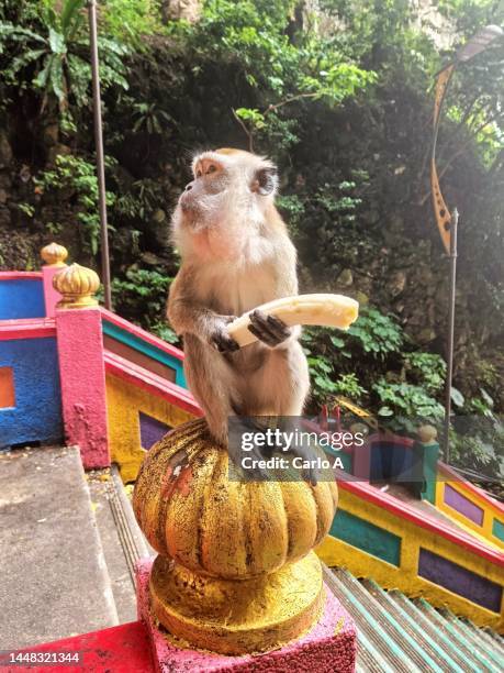 monkey eating banana batu caves in kuala lumpur, malaysia - ape eating banana stockfoto's en -beelden