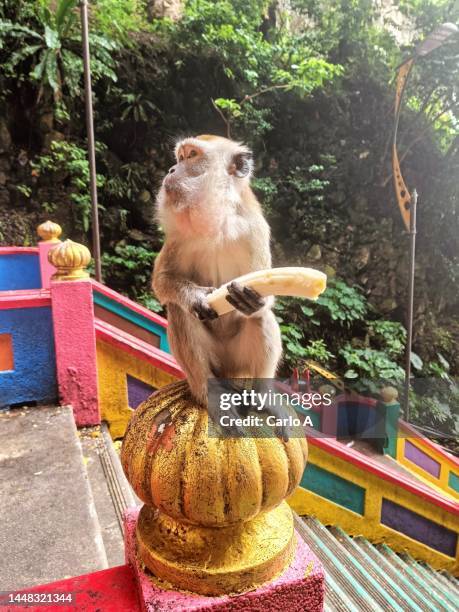 monkey eating banana batu caves in kuala lumpur, malaysia - ape eating banana stock pictures, royalty-free photos & images