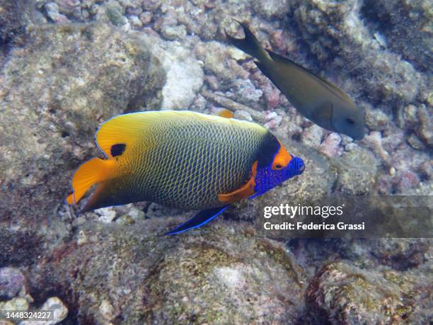 bluleface angelfish (pomacanthus xanthometopon) - pomacanthus xanthometopon stock pictures, royalty-free photos & images