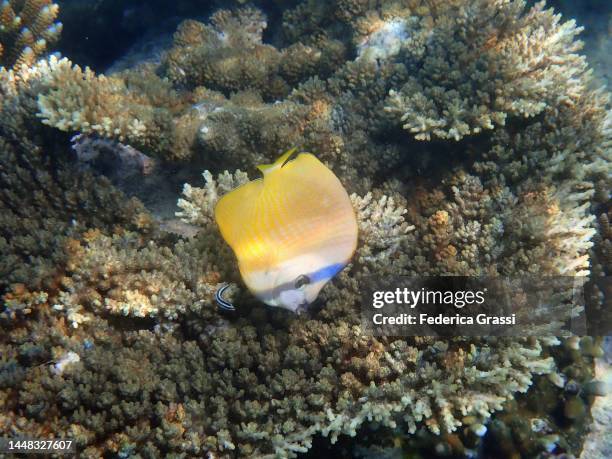 yellow chaetodon semeion (dotted butterflyfish) - dotted butterflyfish stock pictures, royalty-free photos & images