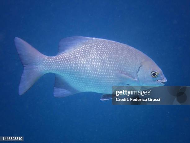 brassy chub (kyphosus vaigiensis), carangidae family and other jack fish - pferdekopf stock-fotos und bilder