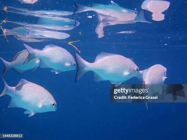 school of brassy chub (kyphosus vaigiensis) in maldivian lagoon - pferdekopf stock-fotos und bilder