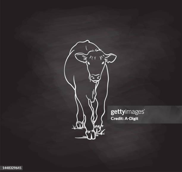 little cow blackboard - holstein friesian cattle stock illustrations