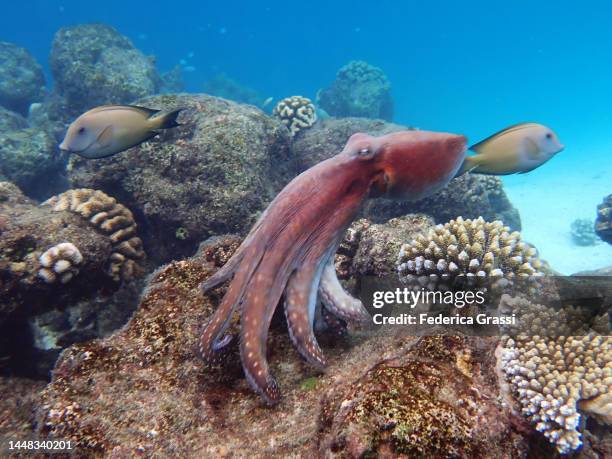 common octopus (octopus vulgaris) on maldivian coral reef in different positions (part of a series) - wirbelloses tier stock-fotos und bilder