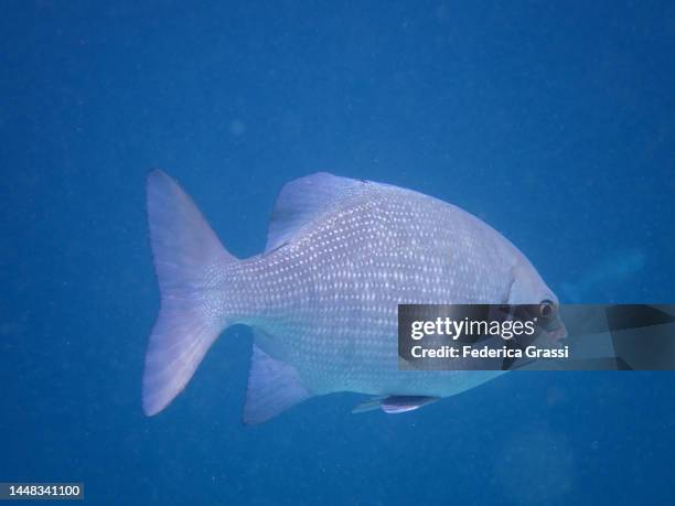 brassy chub (kyphosus vaigiensis), carangidae family and other jack fish - pferdekopf stock-fotos und bilder