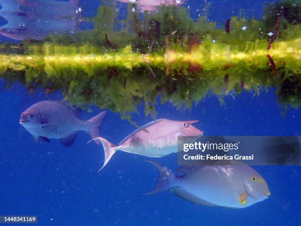 yellowfin surgeonfish (acanthurus xanthopterus) and bluespine unicornfish (naso unicornis) - naso unicornis stock pictures, royalty-free photos & images