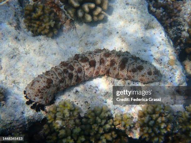 holothuria on rannalhi island seabed - holothuria stock pictures, royalty-free photos & images
