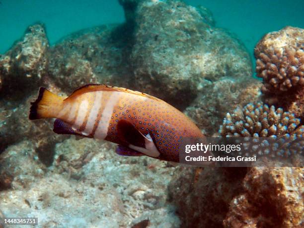 peacock grouper (cephalopolis argus) and blue acropora coral - cernia foto e immagini stock