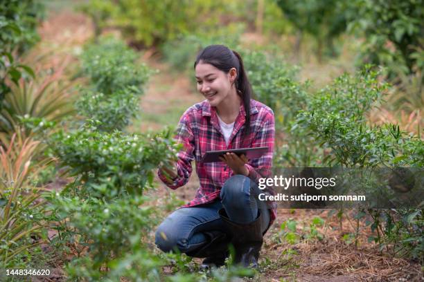 a young female farmer uses a tablet to check the quality of chili plants in the garden. - thailand us farm trade health stock pictures, royalty-free photos & images
