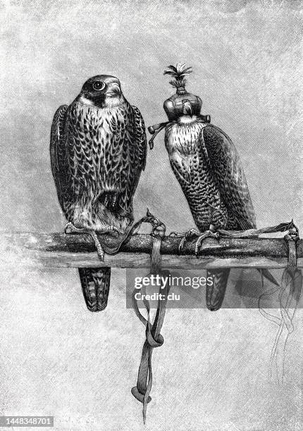 two falcons in prison sitting on a branch - falcon stock illustrations