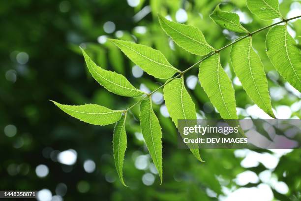 neem (azadirachta indica) leaves,close up - neem - fotografias e filmes do acervo