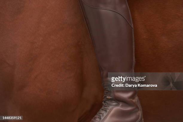 a rider's leg on a horse without stirrups, dressage, show jumping, riding boots on the background of a large horse's back. - riding boot imagens e fotografias de stock