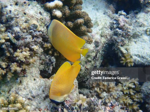 two yellow chaetodon semeion (dotted butterflyfish) - dotted butterflyfish stock pictures, royalty-free photos & images