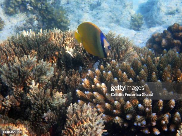 yellow chaetodon semeion (dotted butterflyfish) on maldivian coral reef - dotted butterflyfish stock pictures, royalty-free photos & images