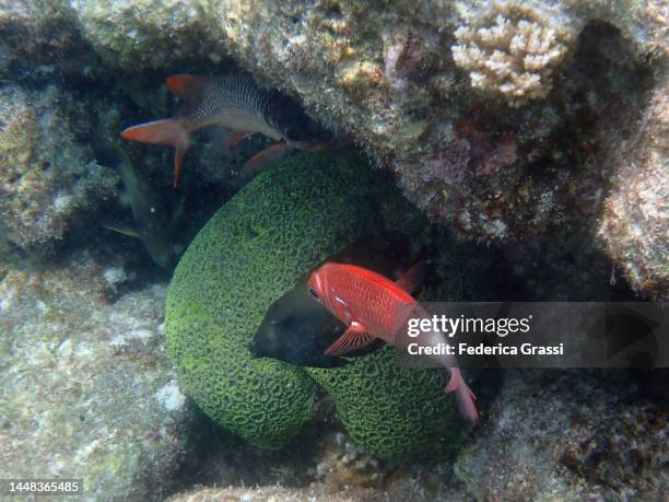 silverspot squirrelfish or whitetail squirrerlfish (sargocentron caudimaculatum) - silverspot stock pictures, royalty-free photos & images